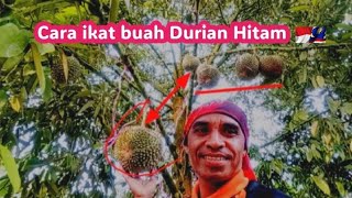 Cara mengikat buah Durian Hitam.