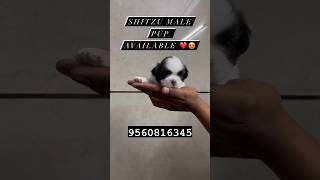 shitzu male pup available in delhi ♥️🤩   9560816345 #pet #sauravjoshivlogs #delhiexoticanimal