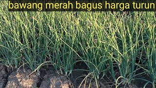 bawang merah bagus harganya turun