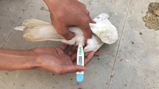 How Vet Save Pigeon/Bird Life.. || Temp Check || Drug route.?