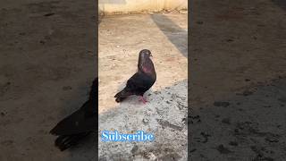 Kabootar bazi 🔥❤😈#motivation #kabootar #bird #pigeon #shorts #foryou #ytviral #yt #birdspecies