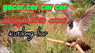 Pikat Burung Kutilang 100% Asli Gacornya Aktif Menekan Lawan