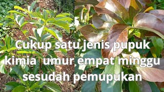 review empat minggu sesudah pemupukan alpukat di kebun