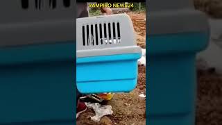 3 Cachorrinhos foram encontrados abandonados no lixão #shorts