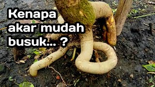 Tanam Ground dengan talang lebih aman|mencegah pembusukan batang