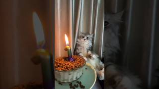 Happy birthday Kucing ❤️ #Shorts #viral #trending #tiktok