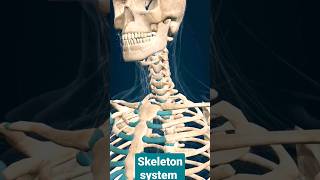 Skeleton system #Shorts