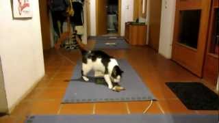 Katze apportiert - Cat retrieves Toy