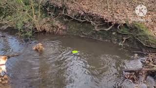 Carla scared the water