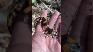 Colorful salamanders found!