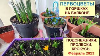 Первоцветы в горшке на балконе. Цветущие подснежники, крокусы. Как прошла зимовка? 16 февраля 2023