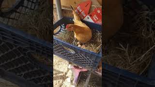 collecting the chicken eggs