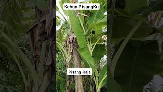 Kebun PisangKu!!! Pisang Sultan!! Pisang Organik #viralkan #gardening #pisang #pisangorganik