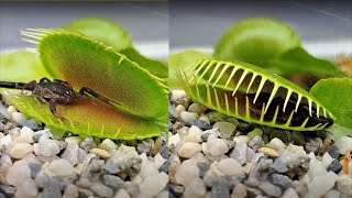 venus fly trap vs scorpion