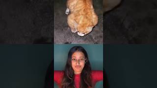 unbelievable cat story Reaction #miawmiaw #sadcat #eyesonisha