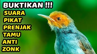 SUARA JERNIH PRENJAK KEPALA MERAH GACOR | COCOK BUAT MASTERAN & PIKAT PRENJAK MERAH