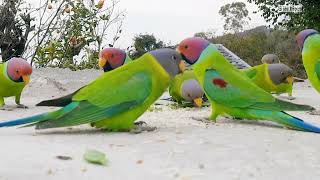 parrotss