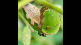 Caterpillar parasitised by wasp #macro #parasite