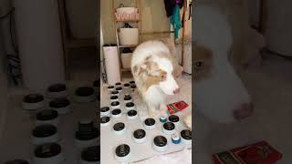 Dog asks owner if she's happy #flambothedog #talkinganimals