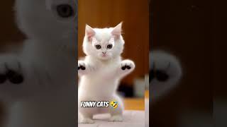 Funny cats 🤣😹