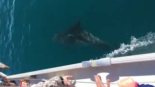 Delfini di Roma in barca a vela- Dolphins in Rome from a sailing boat