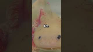 Mind Blowing Facts About Axolotls!