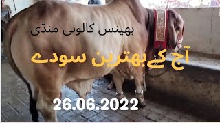 26.06.2022 mandi rates updates/bhains colony mandi updates @mandivlogswithejaz