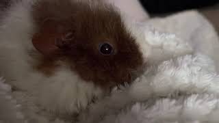 Guinea pig chilling in my dressing gown!