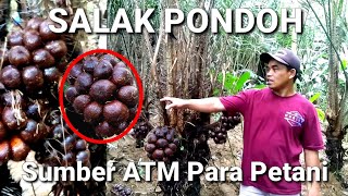 Salak Pondoh Sumber Duit Bagi Para Petani