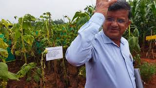 Ayyanahalli Rawe 21 Crop Museum Demonstration