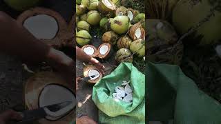 Coconut in the Philippines