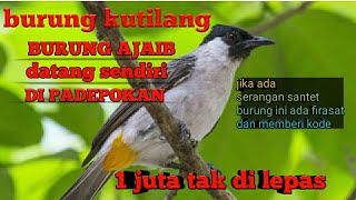 burung kutilang, kesayangan ki sambung sejati , 1 juta pun tak dilepas