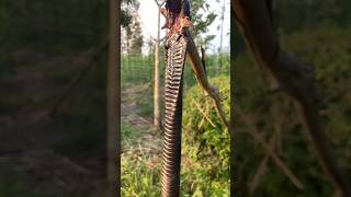 Cobra hitam vs biawak seperti nya😫 #ular #snake #fypシ #fyp