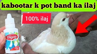 Kabootar ka Pota Band Ho Jaaye to uska ilaj 💯 % #M Asad #potaband #ilajpigeon