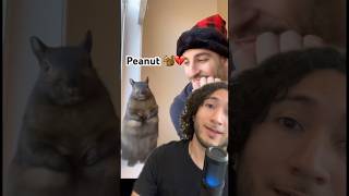 Peanut la ardilla que fue eutanizada en NY 🐿️#viral #newyork #peanut #ny