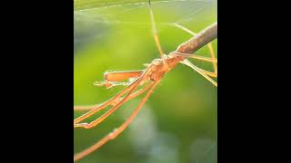 Unique looking Spider -Stretch Spider #spider #reels #wildlife #shorts #unique