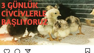 YENİ DOĞAN CİVCİVLER İÇİN NASIL KAFES OLMALI-NELERE DİKKAT EDELİM