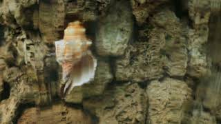 Abstract waterfall stones rock shell