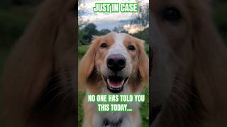 ⚠️JUST IN CASE🥰 #happydog #cutedog #dog #puppy #collie #doglover #dogmom #cutepuppy #cute #viral