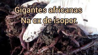 Gigantes Africanas doação do Agroviveiro Nunes.