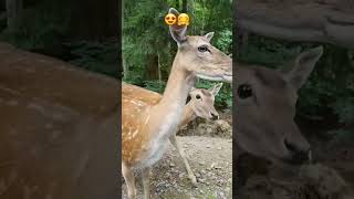 Feeding Deers and Bambis while driving through the forrest 😍