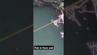 Fish in Farm well #fish #fishinglife #fishtank #fishvideo