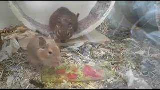 Meine neuen Degus. Dunki, Sandy und Cream