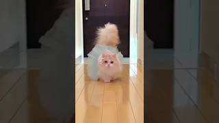 Cute cat #cat #animals #shortsviral #viralvideos #nafeespigeon