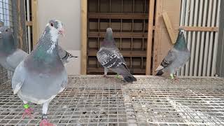 Young pied hen of a daughter of new young kittel #pigeons #racingpigeon