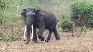 LARGEST TUSKER ELEPHANT CAUGHT ON TAPE IN SOUTH INDIA | மிகப்பெரிய தந்தம் உடைய தென்னிந்தியா யானை