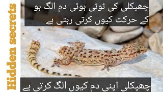 Lizard tail regeneration || Lizard tail cutt off || interesting facts about lizard || Hidden secrets