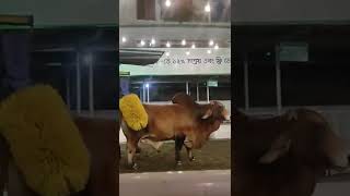 আরাম করে পাসা চুল্কাচ্ছেন ব্রাহমান | sadeeq agro brahman 2022 | Eid ul azha 2022