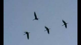 Grues cendrées au Lac du Der avec Antoine Cubaixo Guide ornithologue