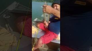 um baita piau na pescaria no Goiás #pesca #shorts